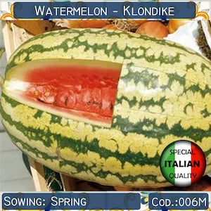 10 Striped Klondike Samen, Citrullus lanatus Samen, Fruchtsamen, Non GMO #006 M
