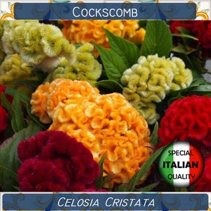 720+ Cockscomb Mixed Colors seeds, Celosia Cristata seeds, Flower seeds, Celosia Cresta di Gallo #FI520