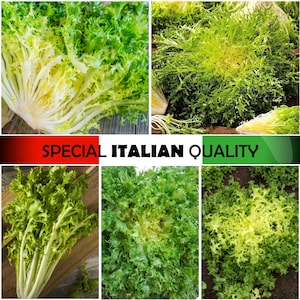 Curled Endive, Italian Endive, Cutting Endive, Frisee Lettuce, Italian Salad, Curly Endive