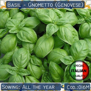 270+ Italiaanse Genovese basilicumzaden, gnometto-basilicumzaden, Ocimum-basilicumzaden, non-GMO, kruidenzaden #016 M