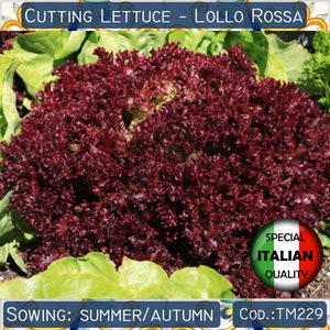 400+ Lettuce Lollo Rossa seeds, Red Leaf Lettuce seeds, Cutting Lettuce seeds, Italian Vegetable seeds, Non GMO #TM229