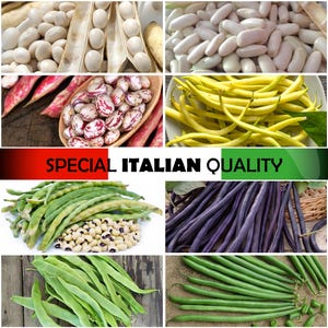 Italian Bush Bean and Italian Dwarf Bean: Pink Cranberry Bean, Italian Cowpea, Coco Blanc Bean, French Bean, Cannellino Bean, Purple Bean