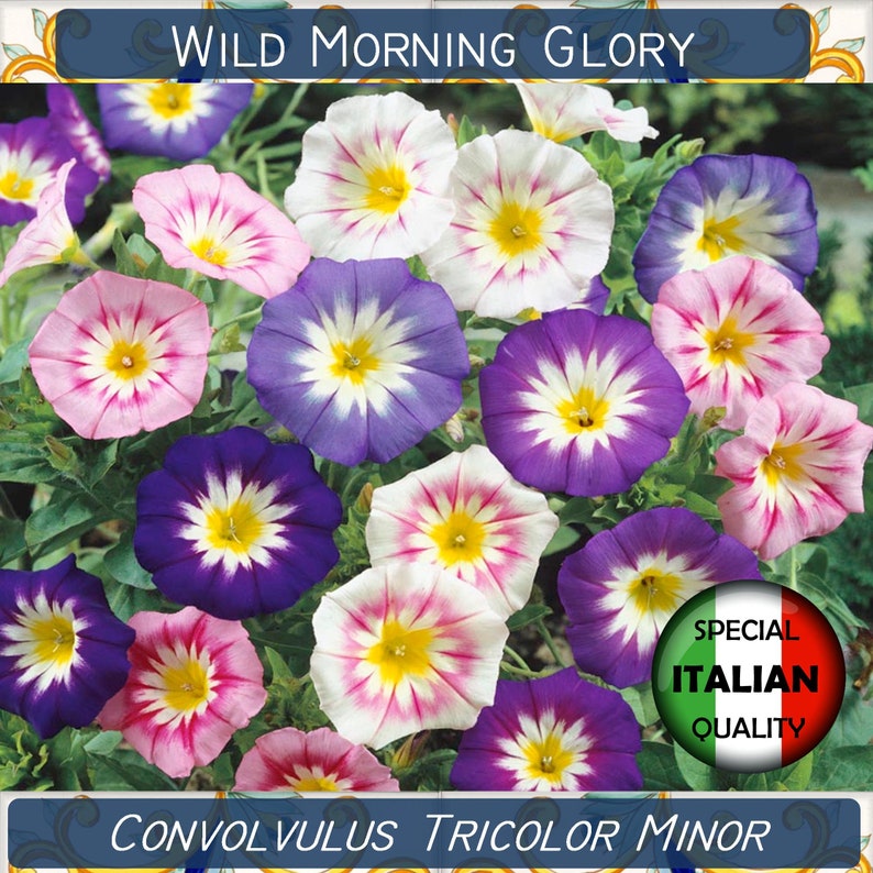 170 Wild Morning Glory seeds, Convolvulus Tricolor Minor seeds, Flower seeds, Convolvo FI530 image 1