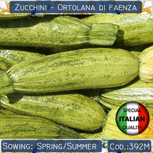 Puede incluir: Primer plano de un montón de calabacines verdes, etiquetados como "ZUCCHINI - ORTOLANA DI FAENZA" y "SPECIAL ITALIAN QUALITY". También se puede ver el texto "SOWING: SPRING/SUMMER" y "COD.:392M".