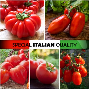 Tomate Italiano Indeterminado - Tomate San Marzano, Tomate Marmande, Tomate Marglobe, Tomate Salada, Tomate Bull Heart, Tomate Grande