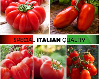 Indeterminate Italian Tomato - San Marzano Tomato, Marmande tomato, Marglobe tomato, Salad tomato, Bull Heart tomato, Big tomato