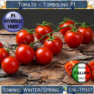 25 Tomato Tombolino F1 seeds, F1 Hybrid Cherry Tomato seeds, Italian Tomato seeds, Hybrid Determinate Tomato seeds, Non GMO #TM327