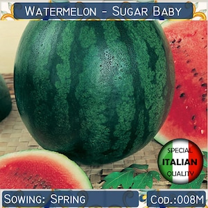 10 Watermelon Sugar Baby seeds, Citrullus lanatus seeds, Fruit seeds, Non GMO #008M