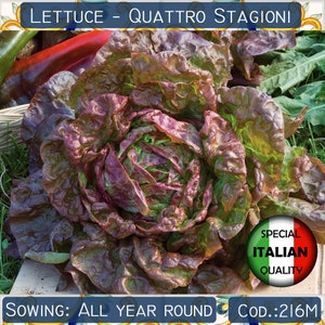 300+ Salat Quattro Stagioni Samen, Vier-Jahreszeiten-Salatsamen, Roter Blattsalat Samen, Gemüsesamen, Non GMO # 216 M
