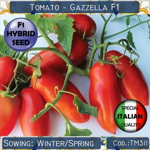 25 Tomato Gazzella F1 seeds, F1 Hybrid Tomato seeds, Italian Rare Tomato seeds, Non GMO #TM311