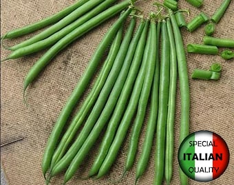 20 semillas de judías verdes Pregiato, semillas de judías verdes enanas, semillas de judías verdes, semillas de legumbres italianas #703TM