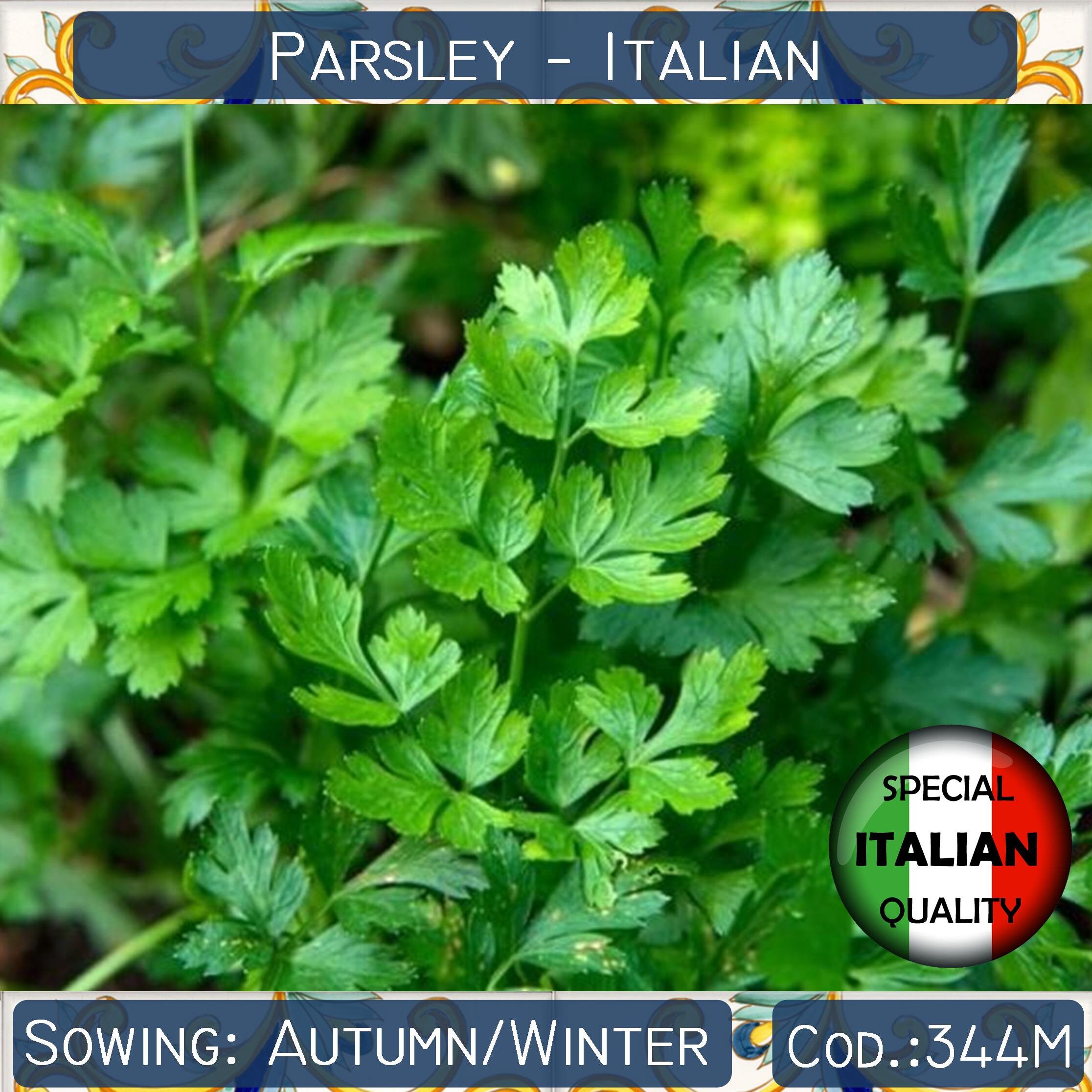 Más de 350 semillas Perejil italiano Semillas de perejil de | Etsy