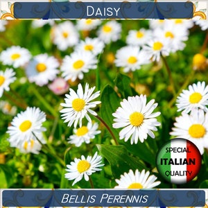 700+ Daisy seeds, Bellis Perennis seeds, Flower seeds, Margheritina Semplice #FI513