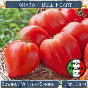 150+ Tomate Cuor di Bue Samen, Tomate Bull Heart Samen, Italienische Tomate, Gemüsesamen, Non GMO # 318 M
