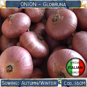Más de 100 semillas de cebolla globruna, semillas de cebolla italiana, semillas de cebolla raras, sin OGM n.° 160 M
