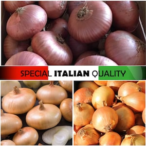 Italian Golden Onions, Yellow Onion, Rare Italian Onion, Flat Onion, Borettana Onion, Ramata Milano Onion, Montoro Onion, Globruna Onion