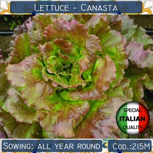 350+ Lettuce Canasta seeds, Italian Lettuce seeds, Vegetable seeds, Non GMO #215M
