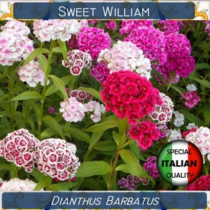 420+ Sweet William Mixed Colors seeds, Dianthus Barbatus seeds, Flower seeds, Garofano dei Poeti #FI540