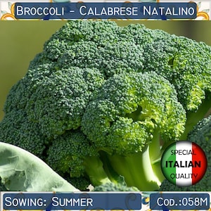 140+ Sprouting Broccoli Calabrese Natalino seeds, Italian Broccoli seeds, Vegetable seeds, Non GMO #058M
