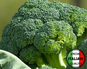 Más de 140 semillas de brócoli Calabrese Natalino germinadas, semillas de brócoli italiano, semillas de hortalizas, sin OGM n.° 058 M