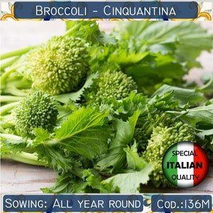 250+ Broccoli Rabe seeds, Broccoli Cinquantina seeds, Italian vegetable seeds, Rapini seeds, Non GMO #136M
