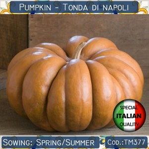 10 Pumpkin Tonda di Napoli seeds, Pumpkin Round of Naples seeds, Pumpkin Musquee de Provence, Italian Vegetable seeds, Non GMO #TM377