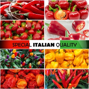 Italian Hot Pepper - Calabrese Hot Pepper, Cherry Bomb Hot Pepper, Cayenna Hot Pepper, Praire Fire Hot Pepper, Scotch Bonnet Hot Pepper
