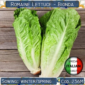 Op de afbeelding: Twee kroppen romaine sla, bekend als "Romaine Lettuce - Bionda", op een houten oppervlak. De sla is groen en heeft een lichtgroene kleur aan de basis. De tekst "SOWING: WINTER/SPRING" en "COD: 236M" is zichtbaar onderaan de afbeelding. Een rode, witte en groene cirkel met de tekst "SPECIAL ITALIAN QUALITY" is zichtbaar in de rechterbenedenhoek van de afbeelding.