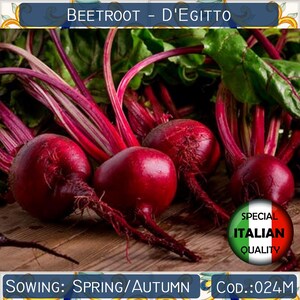 Puede incluir: Primer plano de remolachas rojas con hojas verdes sobre una superficie de madera. El texto "BEETROOT - D'EGITTO" está en la parte superior de la imagen. El texto "SPECIAL ITALIAN QUALITY" está en un círculo con un diseño de bandera italiana roja, blanca y verde. El texto "SOWING: SPRING/AUTUMN" está en la parte inferior izquierda de la imagen. El texto "COD: 024M" está en la parte inferior derecha de la imagen.