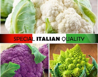Semillas de coliflor italiana: Semillas de coliflor morada, Semillas de coliflor verde, Semillas de coliflor siciliana, Semillas de coliflor romanesco