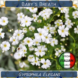 1100+ Baby's Breath flower seeds, Gypsophila Elegans seeds, White Flower seeds #FI560