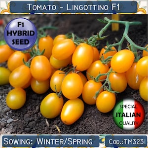 5 Tomato Lingottino F1 seeds, F1 Hybrid Tomato seeds, Yellow cherry Tomato seeds, Italian Rare Tomato seeds #TM3231