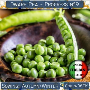 20 semi di pisello nano Progress, semi di pisello cespuglioso Progress, semi di pisello rugoso, semi di ortaggi italiani, non OGM #406TM
