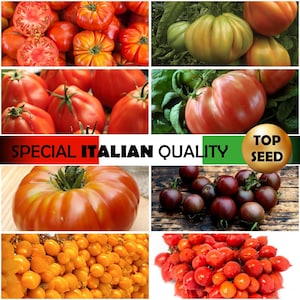 Könnte beinhalten: Sortiment an Erbstücktomaten in verschiedenen Farben und Größen, darunter rot, grün, gelb und schwarz. Die Tomaten sind in einer Collage aus acht Bildern angeordnet, mit dem Text "SPECIAL ITALIAN QUALITY TOP SEED" unten.
