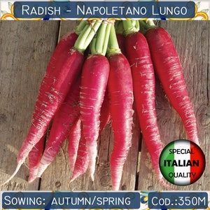 50+ Radish Napoletano Lungo seeds, Long Neapolitan Radish seeds, Rare Radish seeds, Italian Vegetable seeds, Non GMO #350M