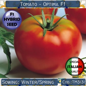 15 Tomato Optima F1 seeds, F1 Hybrid Tomato seeds, F1 Hybrid Vegetable seeds, Italian Tomato seeds, Rare Tomato seeds, Non GMO #TM3131
