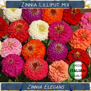 170+ Zinnia Lilliput Mixed Colors seeds, Zinnia Elegans seeds, Dwarf Zinnia seeds, Annual Flower seeds #FI612