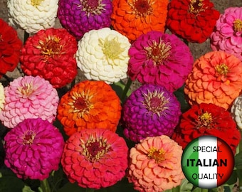 170+ nasion Zinnia Lilliput Mixed Colors, nasion Zinnia Elegans, nasion karłowych Zinnia, kolorowych nasion kwiatów jednorocznych #FI612