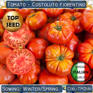 50+ tomaten Costoluto Fiorentino-zaden, Italiaanse tomatenzaden, zeldzame tomatenzaden, groentezaden, GGO-vrij #TM3161