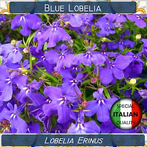 1000+ Blue Lobelia seeds, Lobelia Erinus seeds, Lobelia Cristal Palace Blue seeds, Annual Flower seeds #P4211