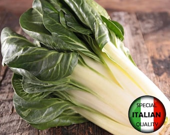 Swiss Chard Barese Seeds, Italian Winter Vegetable, Non GMO