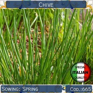 500+ seeds Onion Chive, Italian Garden Herb seeds, Culinary herb seeds, Non GMO, #665