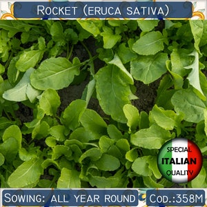 240+ Rocket Eruca Sativa seeds, Italian Rocket seeds, Arugula seeds, Rucola seeds, Non GMO #358M
