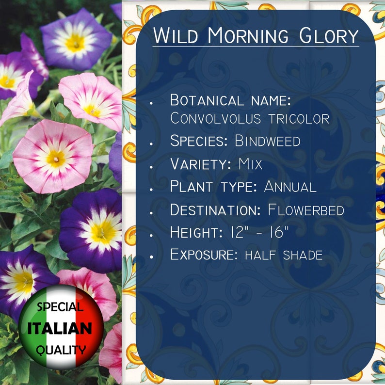 170 Wild Morning Glory seeds, Convolvulus Tricolor Minor seeds, Flower seeds, Convolvo FI530 image 3