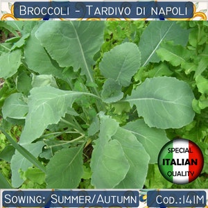 Plus de 250 graines de brocoli Tardivo di Napoli, graines de brocoli rabe, graines de légumes italiens, sans OGM # 141 M