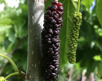 50+ Black Pakistan Mulberry Seeds! Heirloom, All-Natural, Non GMO, Homegrown! Limited Quantity!