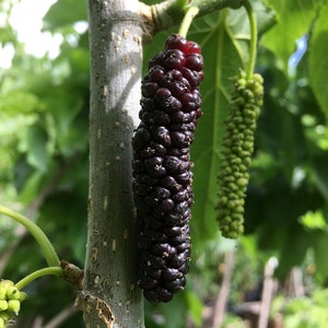 50+ Black Pakistan Mulberry Seeds! Heirloom, All-Natural, Non GMO, Homegrown! Limited Quantity!