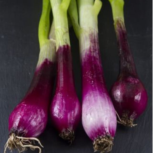 100+ Red Toga Spring Onion/Scallion Seeds! All Natural, Heirloom, Non GMO! Limited Quantity!