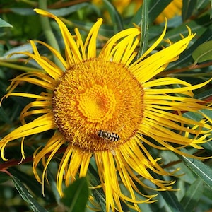 Alant (Inula helenium) Blumensamen! Erbstück, ganz natürlich, gentechnikfrei, Wildcrafted! Begrenzte Stückzahl!