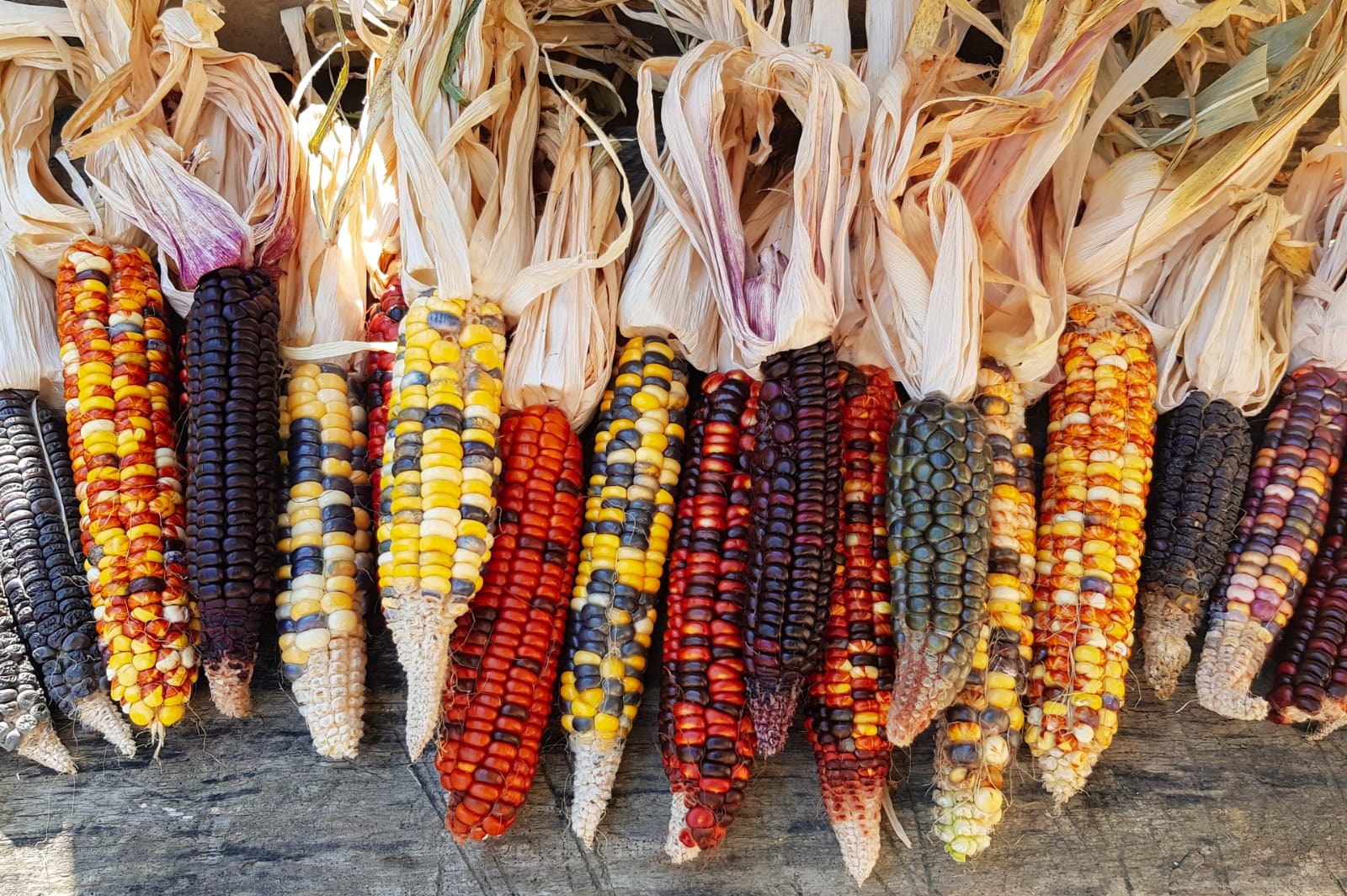 Corn Ornamental Indian Rainbow Seeds Heirloom Non-GMO (50+ Seeds) – Hello  May Garden